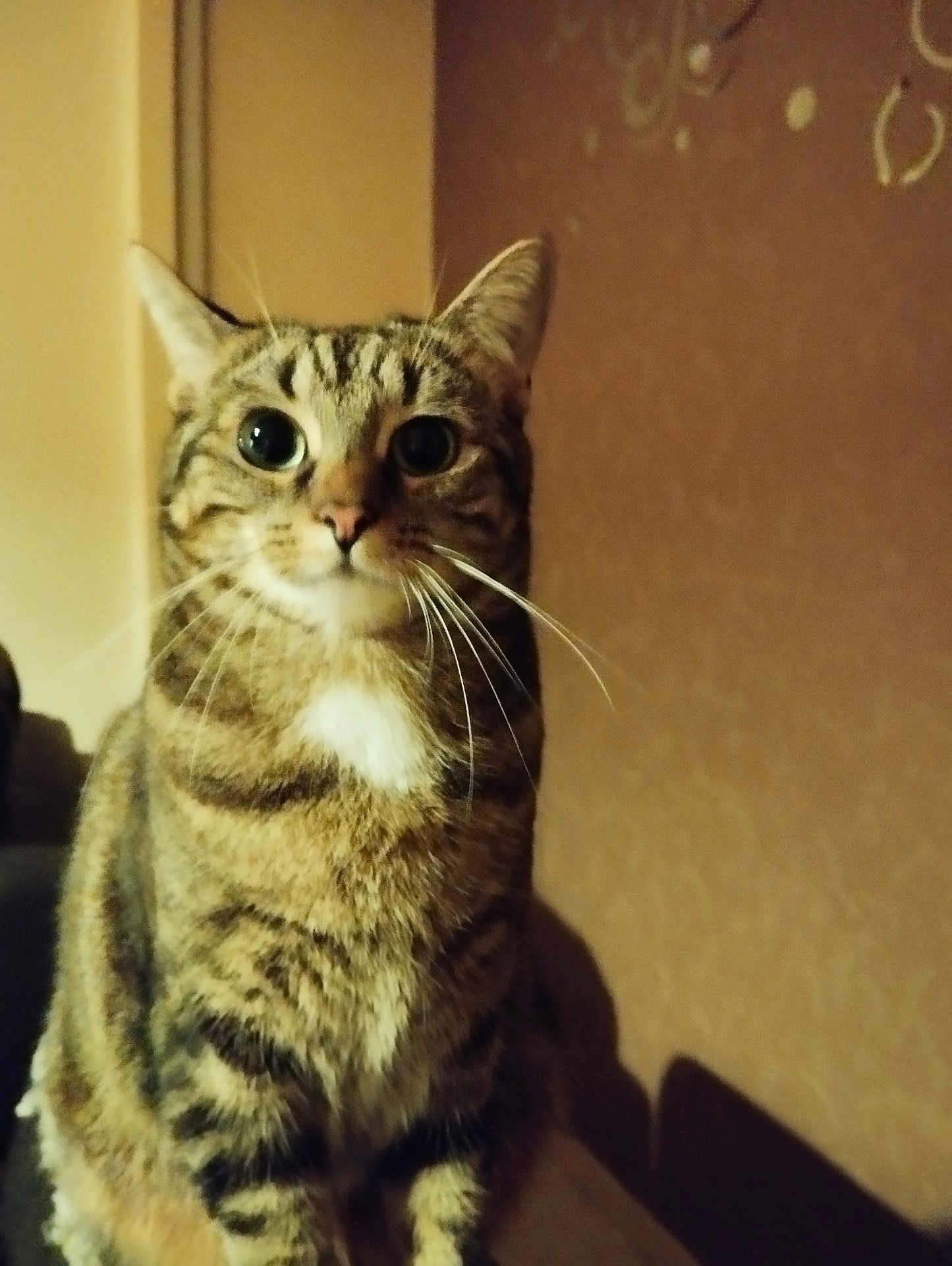 Frimousse