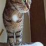 alert, animal, brown, cat, cat_perch, close_up, curious, domestic, feline, fur, green_eyes, indoor, pet, side_view, soft_texture, standing, striped, tabby, whiskers, white_patch