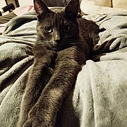 Gribouille participe au concours pour gagner de l'argent avec cette photo : cat, gray_cat, stretching, paws, feline, pet, indoor, blanket, couch, cozy, fur, whiskers, relaxed, eyes, claws, home, comfortable, soft, lounging, animal