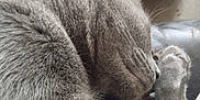 Gribouille a rejoint le concours — aidez-le/la à gagner de superbes lots ! abyssinian, angora, animal, bear, bodypart, cat, claw, electronics, finger, hand, hardware, hook, kitten, manx, person, pet, siamese, sleeping, snout, wood