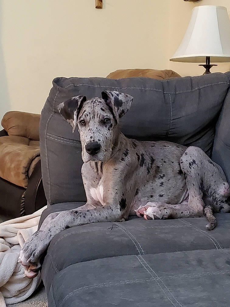 Waylon James joined the competition — help win amazing prizes! art, carnivore, comfort, companion_dog, couch, dog, dog_breed, fawn, floor, flooring, great_dane, grey, guard_dog, lamp, living_room, room, snout, sporting_group, terrestrial_animal, working_animal