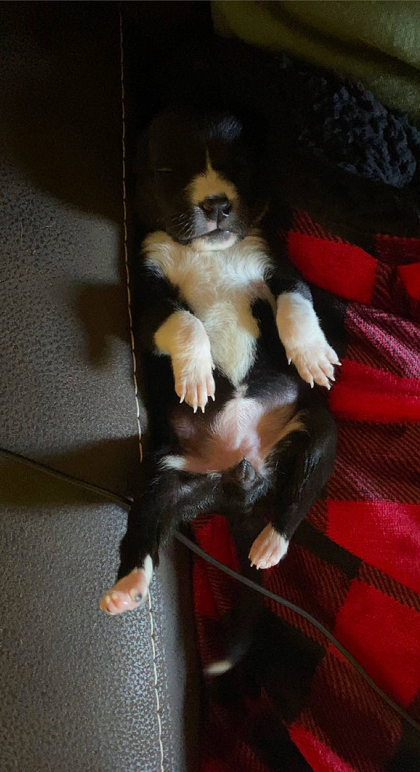 Reba joined the competition — help win amazing prizes! canidae, claw, companion_dog, dog_breed, fawn, felidae, fur, paw, primate, snout, sporting_group, tail, terrestrial_animal, whiskers, wildlife