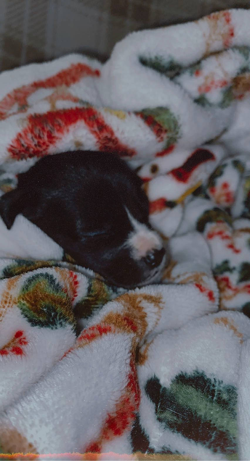 Reba joined the competition — help win amazing prizes! canidae, carmine, carnivore, companion_dog, dog, dog_breed, event, freezing, fur, linens, mammal, nap, non_sporting_group, pattern, snout, snow, sporting_group, vertebrate, winter, working_animal