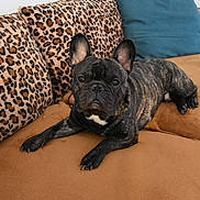 Ulk participe au concours pour gagner de l'argent avec cette photo : french_bulldog, dog, brindle, pet, canine, couch, leopard_print, pillow, indoor, relaxed, animal, fur, ears, snout, paw, laying_down, home, furniture, cute, companion