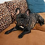 french_bulldog, dog, brindle, pet, canine, couch, leopard_print, pillow, indoor, relaxed, animal, fur, ears, snout, paw, laying_down, home, furniture, cute, companion