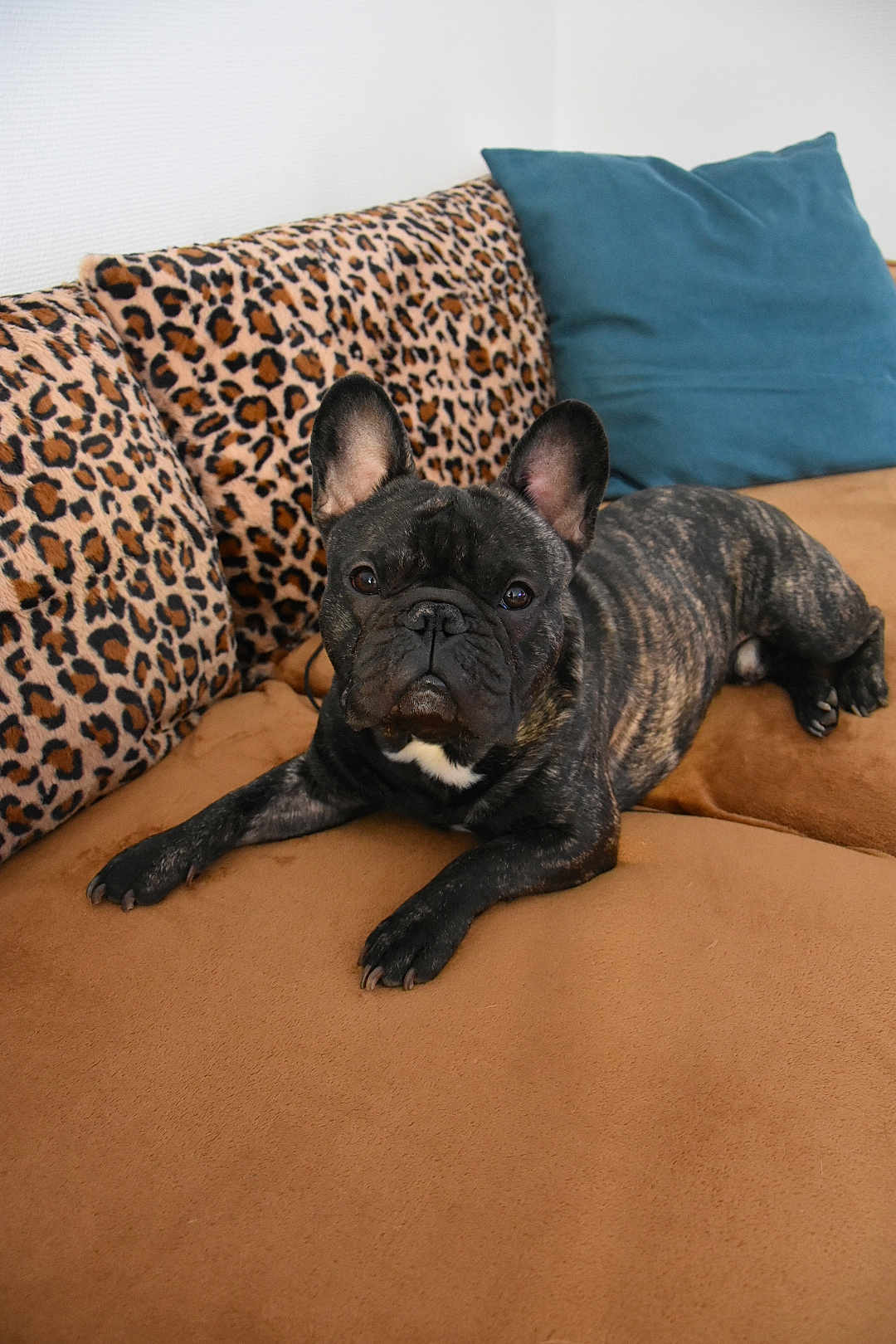 Ulk participe au concours pour gagner de l'argent avec cette photo : french_bulldog, dog, brindle, pet, canine, couch, leopard_print, pillow, indoor, relaxed, animal, fur, ears, snout, paw, laying_down, home, furniture, cute, companion