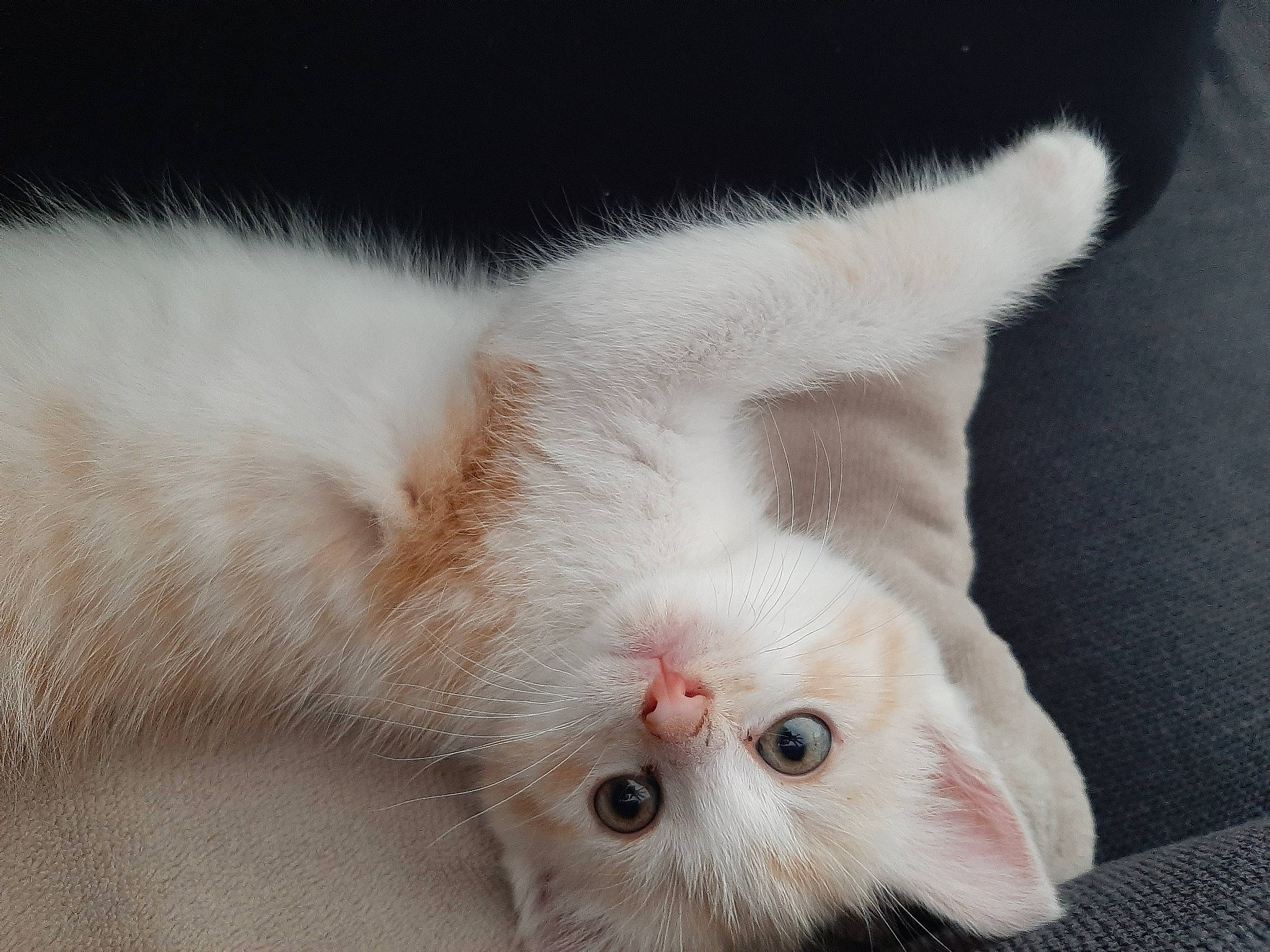 Mémère participe au concours pour gagner de l'argent avec cette photo : carnivore, cat, claw, close_up, eye, felidae, fur, kitten, mammal, nose, paw, polydactyl_cat, skin, small_to_medium_sized_cats, snout, tail, turkish_angora, turkish_van, vertebrate, whiskers