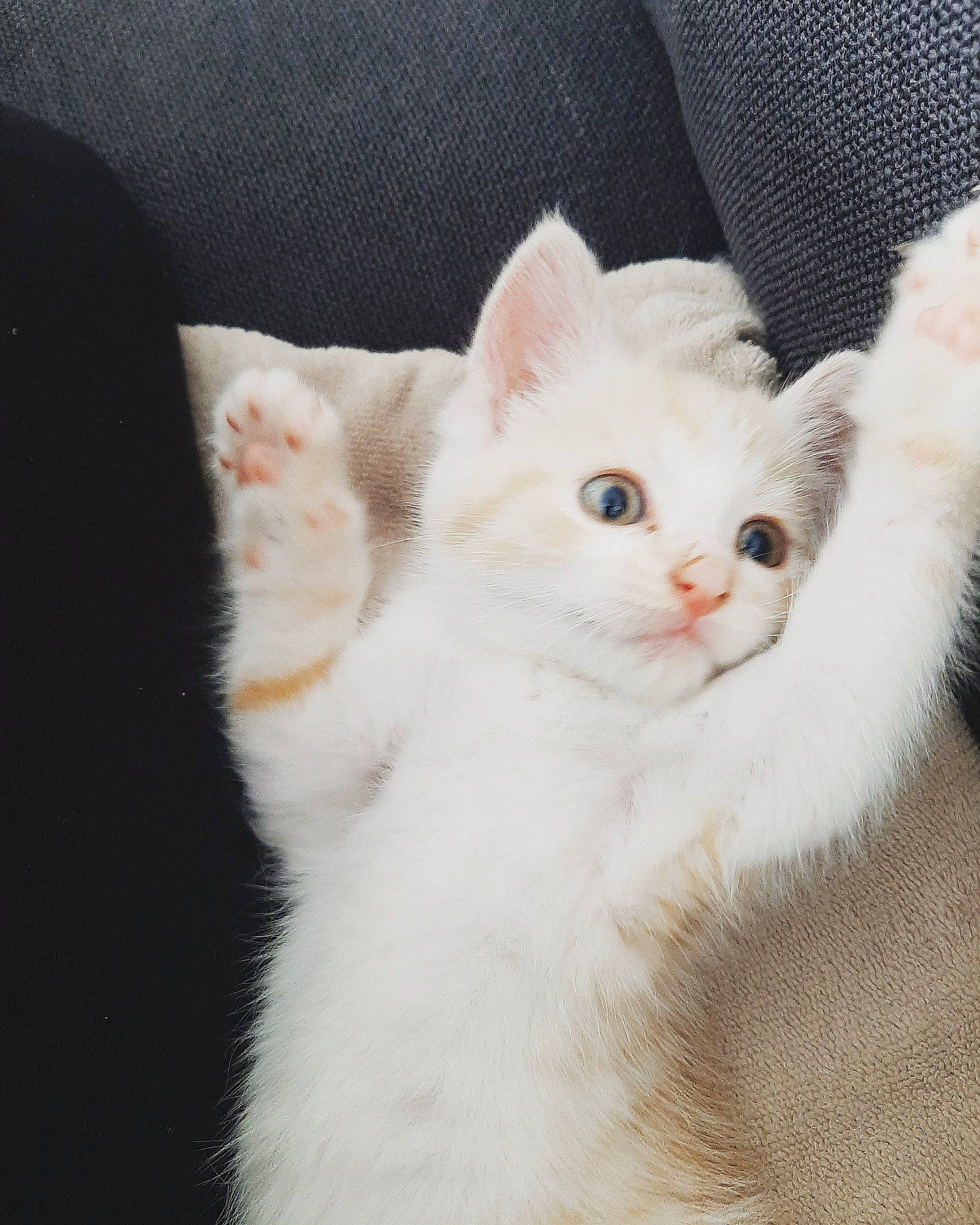 Mémère participe au concours pour gagner de l'argent avec cette photo : american_wirehair, asian, british_semi_longhair, burmilla, carnivore, cat, ear, eye, fawn, felidae, fur, khao_manee, kitten, mammal, nose, small_to_medium_sized_cats, turkish_angora, turkish_van, vertebrate, whiskers