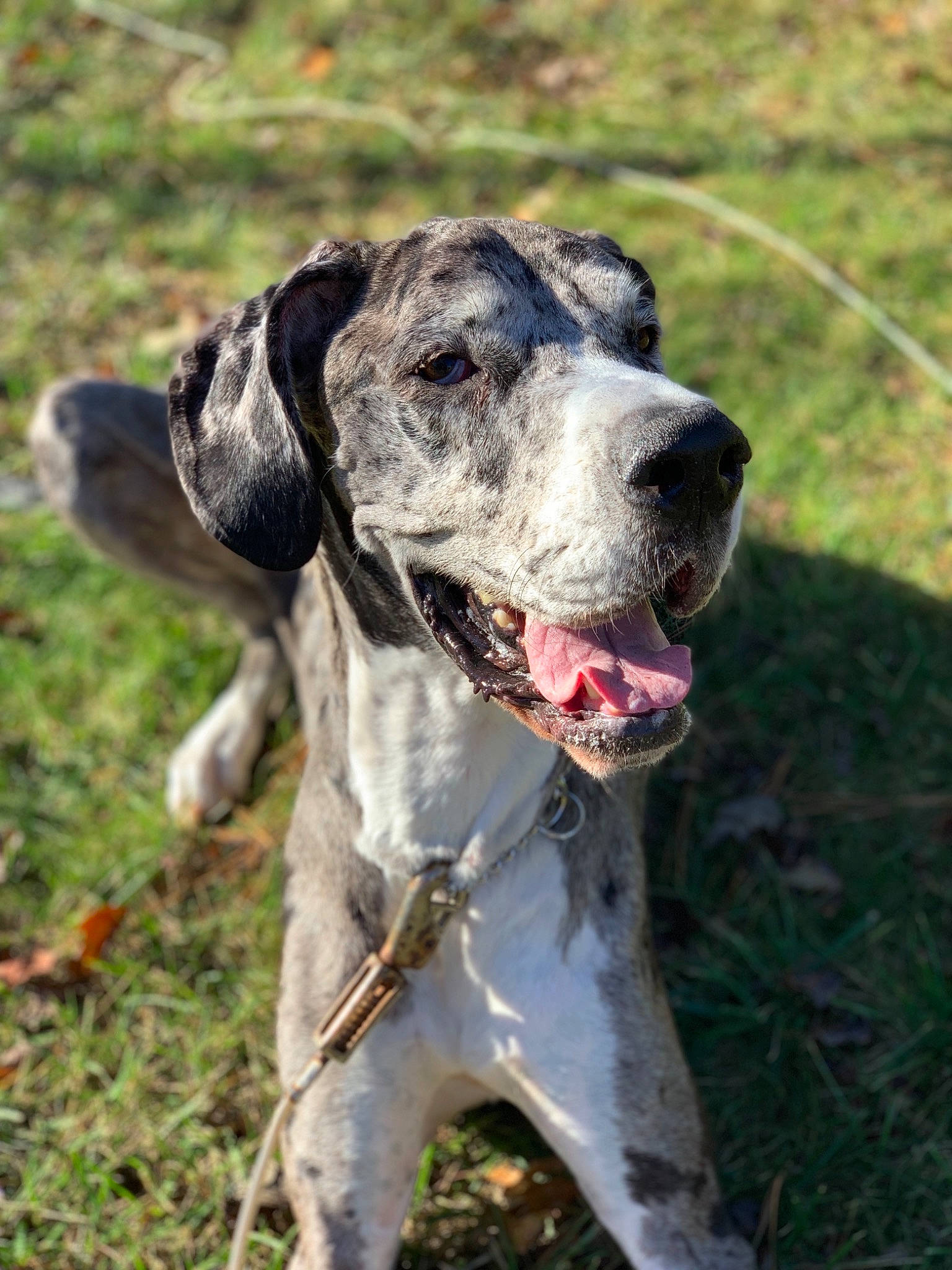 Daphne Doo is registered to the contest to win money with this photo: braque_dauvergne, braque_du_bourbonnais, braque_francais, canidae, carnivore, dog, dog_breed, german_shorthaired_pointer, great_dane, hunting_dog, louisiana_catahoula_leopard_dog, mammal, non_sporting_group, old_danish_pointer, pointer, pointing_breed, rare_breed_dog, snout, sporting_group, vertebrate