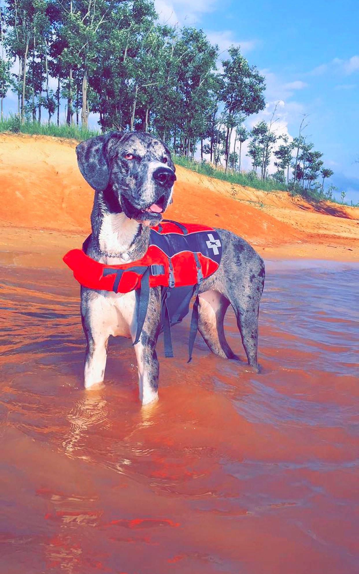Daphne Doo is registered to the contest to win money with this photo: canidae, carnivore, dog, dog_breed, great_dane, guard_dog, hunting_dog, mammal, non_sporting_group, sporting_group, working_dog