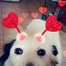 dog, white_dog, fluffy, pet, animal, portrait, close_up, face, eyes, nose, heart_filter, digital_filter, romantic, cute, indoors, floor, chair, furniture, photography, adorable
