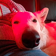 Taïka participe au concours pour gagner de l'argent avec cette photo : dog, puppy, white_dog, close_up, nose, muzzle, ears, fur, pet, animal, couch, sofa, blanket, indoor, portrait, red_lighting, dramatic_lighting, resting, lounging, photography