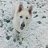 Taïka a rejoint le concours — aidez-le/la à gagner de superbes lots ! dog, white_dog, snow, snowy_field, outdoor, winter, animal, pet, canine, fluffy, pointed_ears, upright, standing, looking_at_camera, open_mouth, happy, nose, fur, nature, portrait