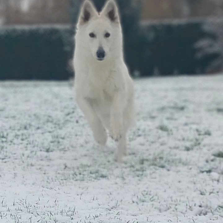 Taïka