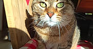 Rio participe au concours pour gagner de l'argent avec cette photo : cat, tabby, pet, animal, portrait, green_eyes, whiskers, striped_fur, sitting, indoors, wooden_chair, cushion, checkered_pattern, red_and_white, sunlight, close_up, front_facing, serious_expression, home, photography