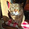cat, tabby, pet, animal, portrait, green_eyes, whiskers, striped_fur, sitting, indoors, wooden_chair, cushion, checkered_pattern, red_and_white, sunlight, close_up, front_facing, serious_expression, home, photography