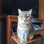 Rio participe au concours pour gagner de l'argent avec cette photo : cat, tabby_cat, second_cat, pet, animal, portrait, sitting, wooden_cabinet, furniture, television, indoors, home, living_room, whiskers, green_eyes, striped_fur, paws, tail, photography, closeup