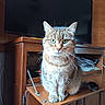 cat, tabby_cat, second_cat, pet, animal, portrait, sitting, wooden_cabinet, furniture, television, indoors, home, living_room, whiskers, green_eyes, striped_fur, paws, tail, photography, closeup