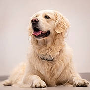 Thalya a rejoint le concours — aidez-le/la à gagner de superbes lots ! golden_retriever, dog, pet, canine, fur, tongue, laying_down, portrait, indoor, animal, cute, mammal, friendly, fluffy, close_up, expression, whiskers, ears, nose, relaxed