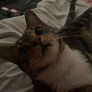 Lula is registered to the contest to win money with this photo: cat, pet, bed, indoor, animal, whiskers, fur, close_up, tabby, curious, lying_down, resting, domestic_animal, cute, feline, sleepy, cozy, bedroom, soft, relaxed