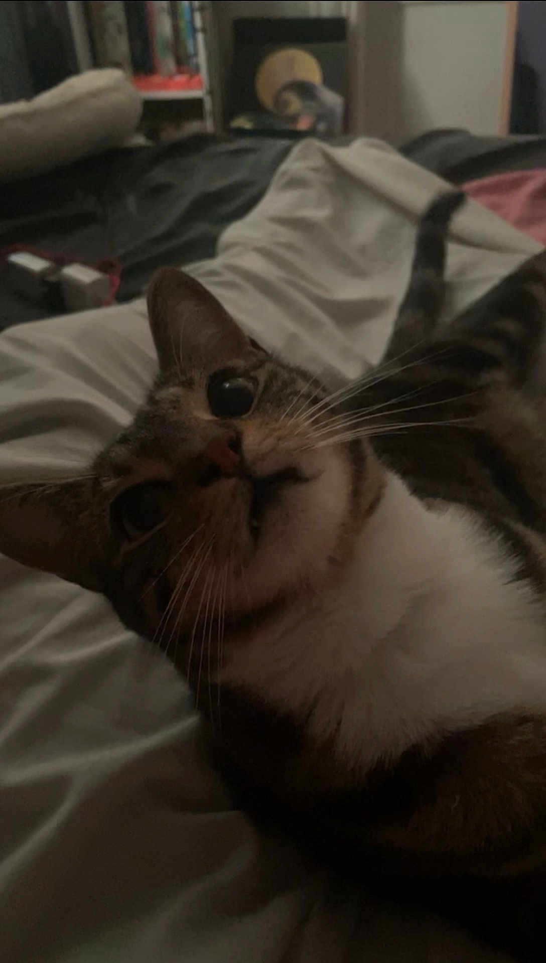 Lula is registered to the contest to win money with this photo: cat, pet, bed, indoor, animal, whiskers, fur, close_up, tabby, curious, lying_down, resting, domestic_animal, cute, feline, sleepy, cozy, bedroom, soft, relaxed