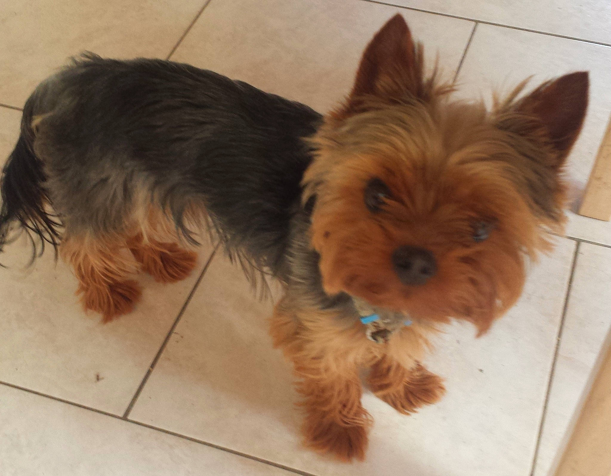 Igor a rejoint le concours — aidez-le/la à gagner de superbes lots ! biewer_terrier, canidae, carnivore, companion_dog, dog, dog_breed, dog_supply, flooring, fur, liver, pet_supply, small_terrier, snout, sporting_group, terrestrial_animal, terrier, toy_dog, working_animal, yorkipoo, yorkshire_terrier