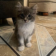 Burger joined the competition — help win amazing prizes! kitten, cat, gray_cat, white_fur, curious, pet, indoor, floor, tile_floor, furniture, sofa, ottoman, young_cat, cute, animal, whiskers, paws, domestic_cat, small, fur
