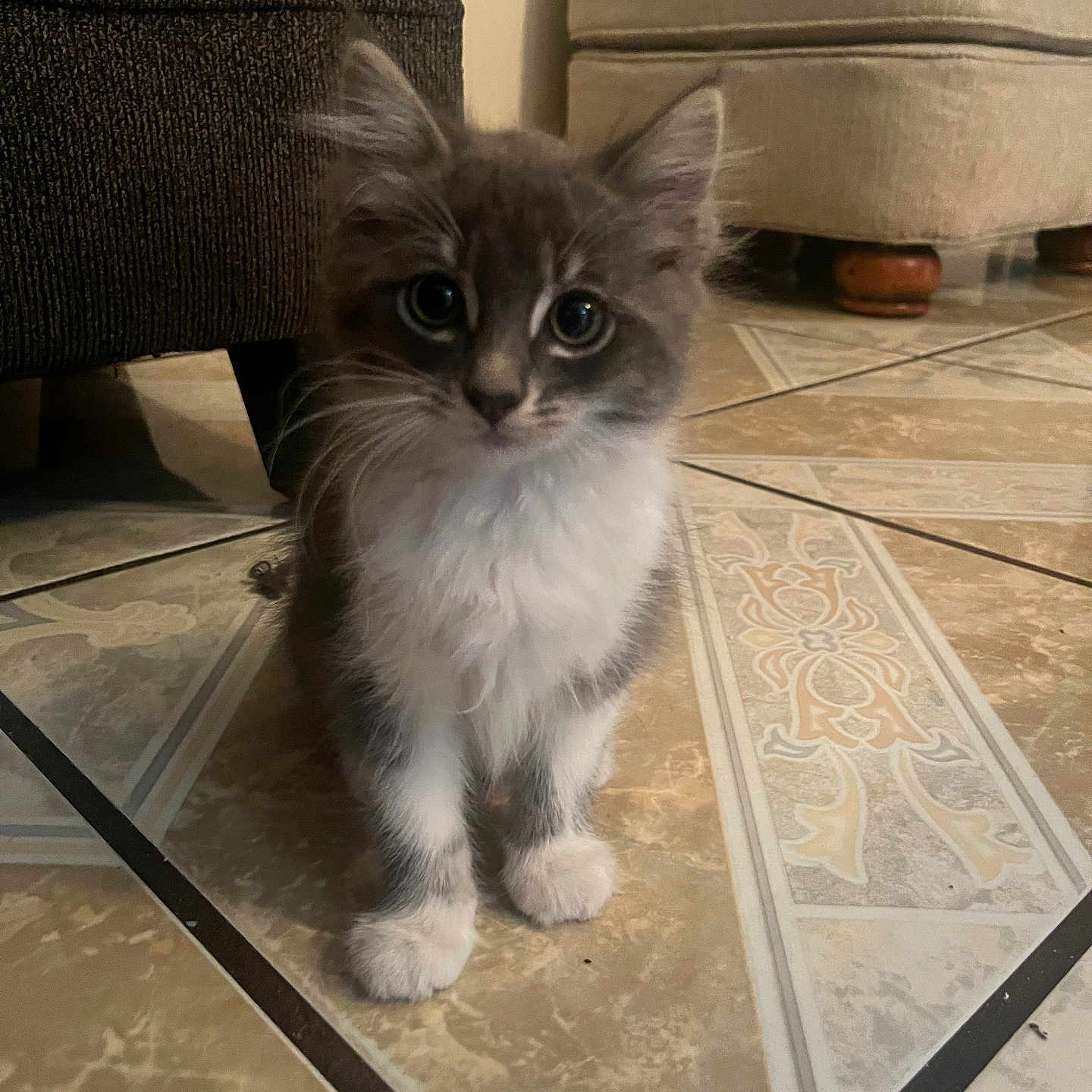 Burger joined the competition — help win amazing prizes! animal, cat, curious, cute, domestic_cat, floor, fur, furniture, gray_cat, indoor, kitten, ottoman, paws, pet, small, sofa, tile_floor, whiskers, white_fur, young_cat