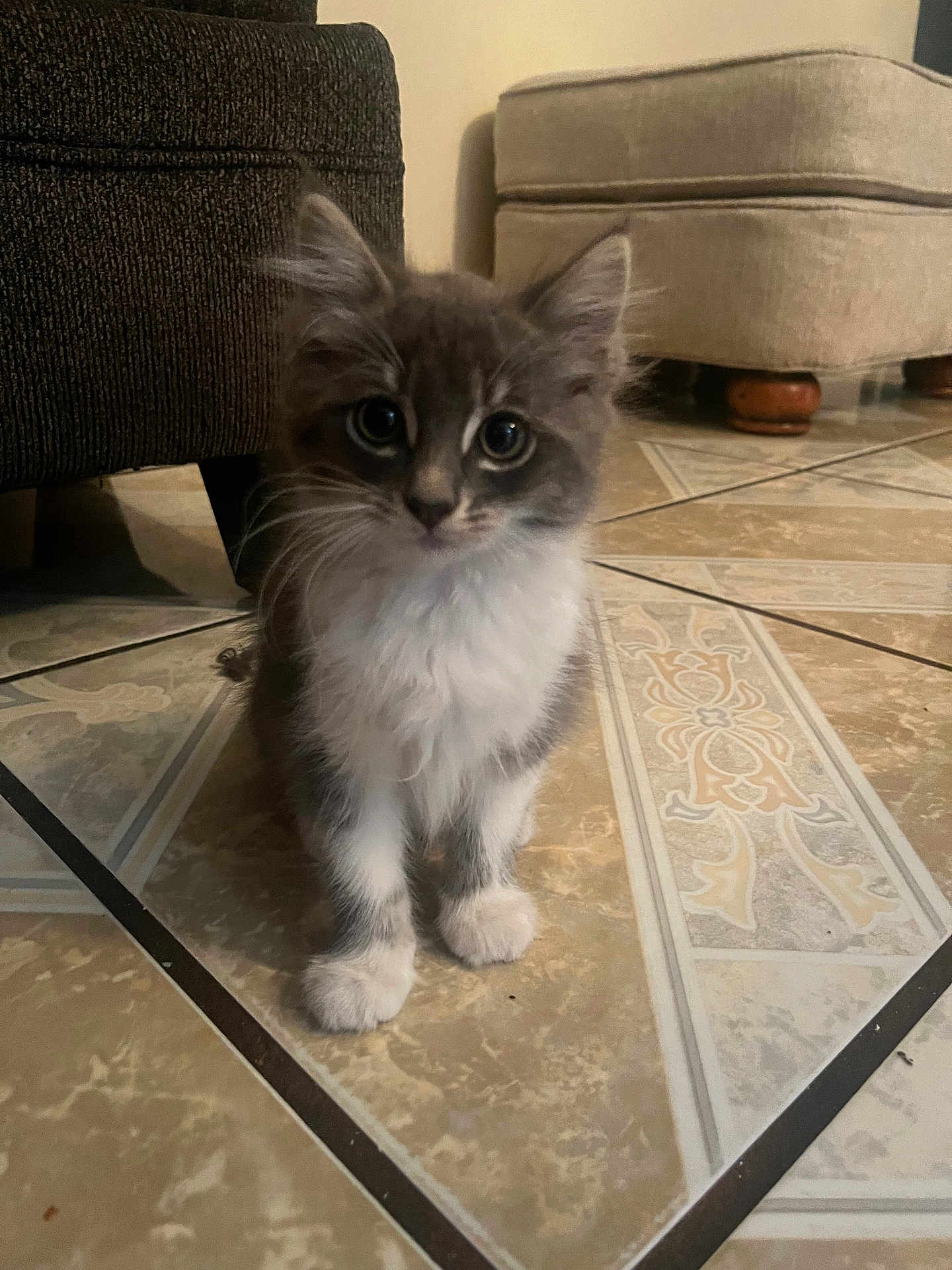 Burger joined the competition — help win amazing prizes! kitten, cat, gray_cat, white_fur, curious, pet, indoor, floor, tile_floor, furniture, sofa, ottoman, young_cat, cute, animal, whiskers, paws, domestic_cat, small, fur