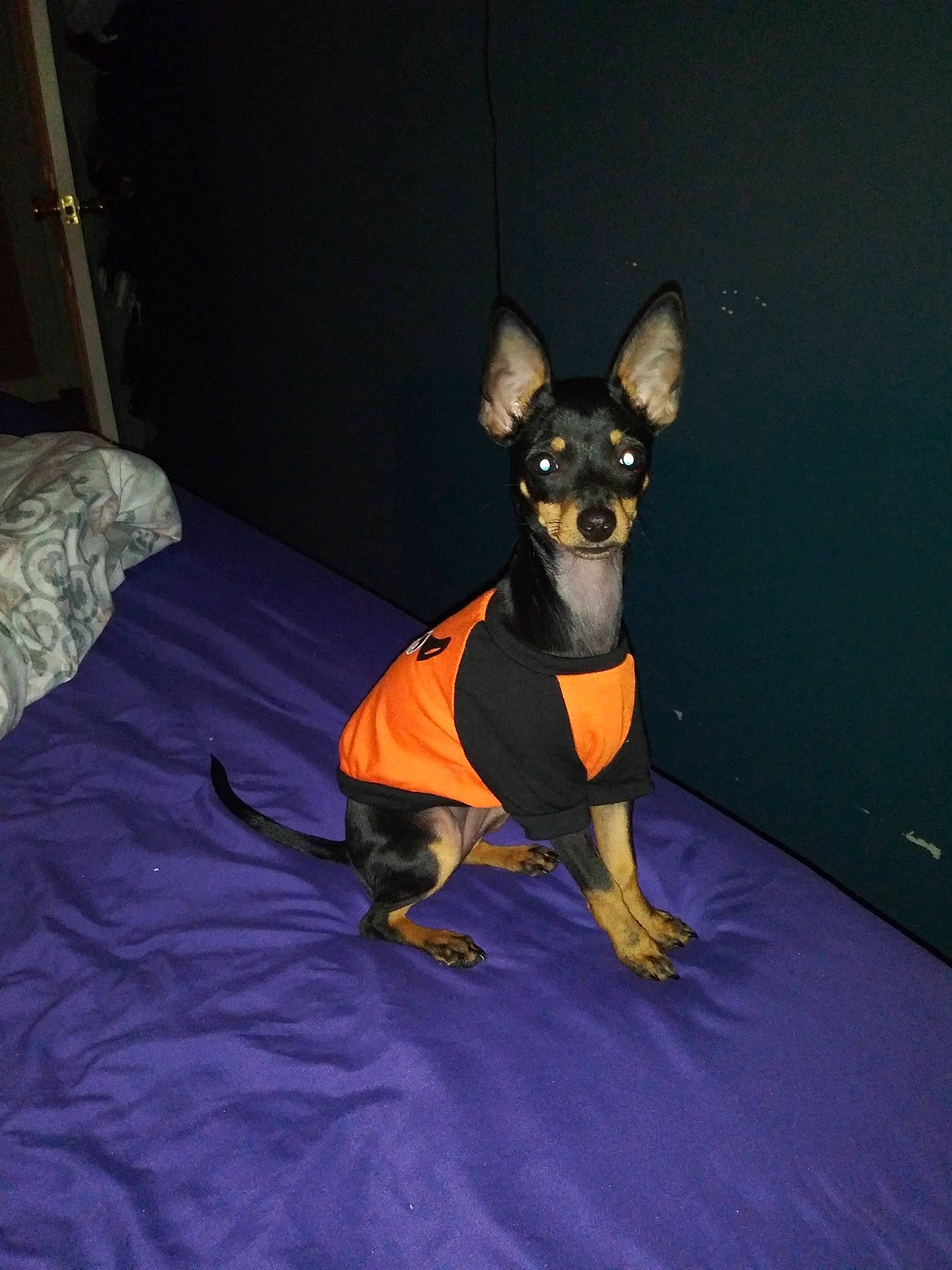 Izzy is registered to the contest to win money with this photo: canidae, carnivore, chihuahua, comfort, companion_dog, dog, dog_breed, dog_supply, electric_blue, fawn, guard_dog, pinscher, prazsky_krysarik, purple, sporting_group, tail, toy_dog, whiskers, working_animal, working_dog