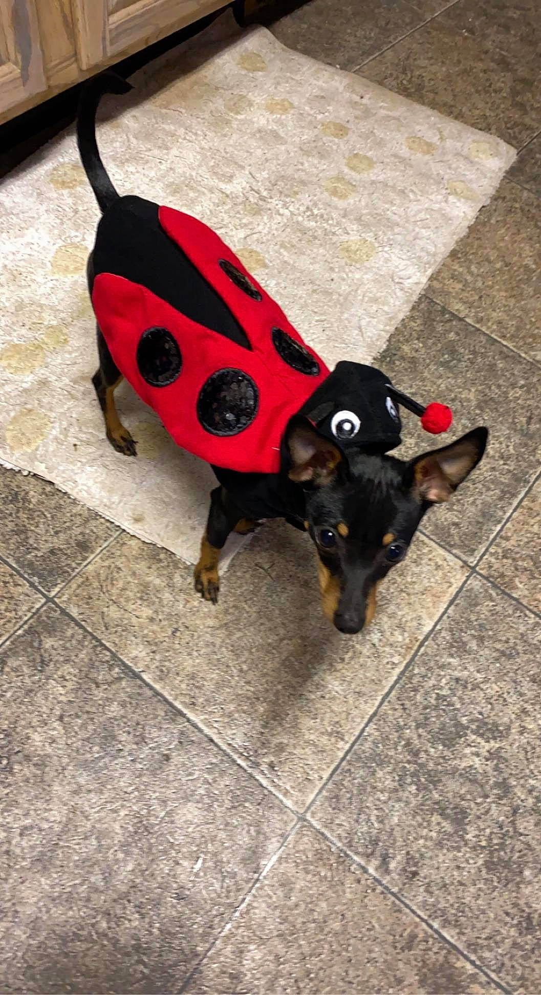 Izzy joined the competition — help win amazing prizes! art, canidae, carmine, carnivore, companion_dog, dog, dog_breed, dog_supply, fawn, flooring, insect, pet_supply, pinscher, prazsky_krysarik, road_surface, snout, tail, toy_dog, working_animal, working_dog