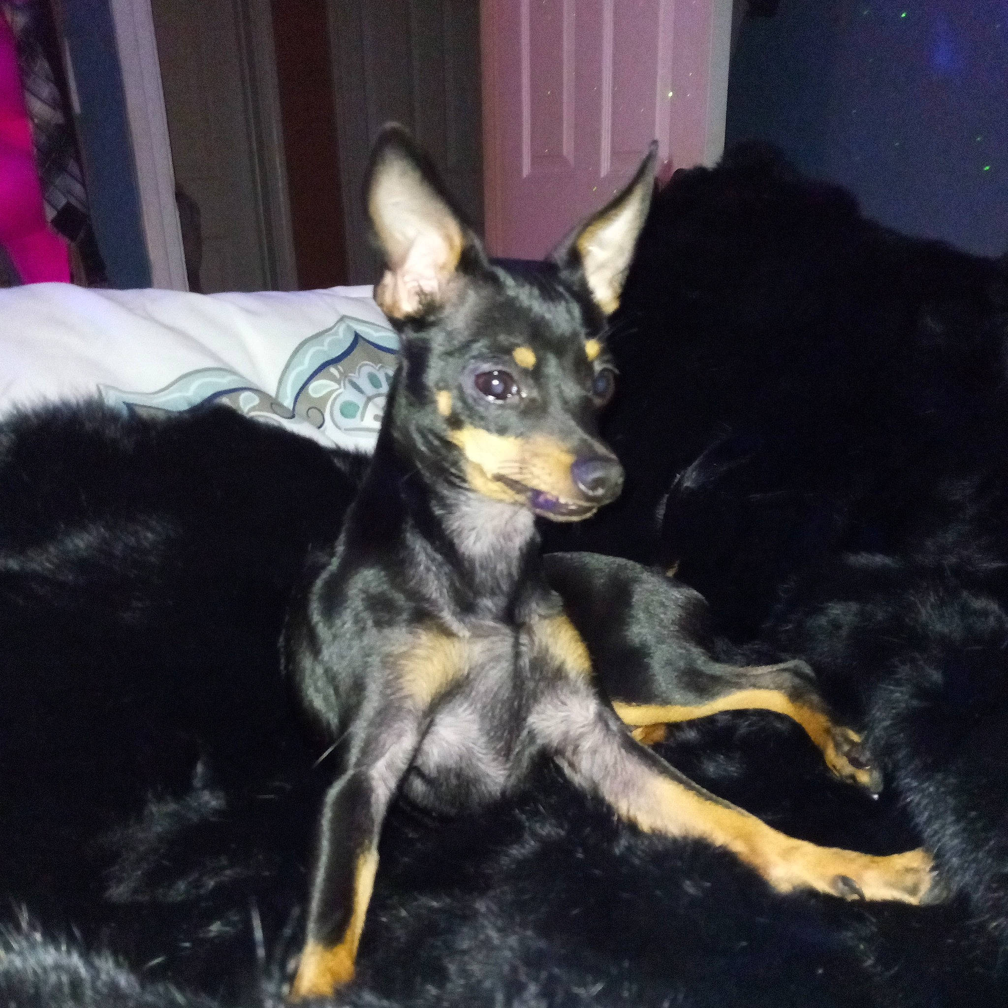 Izzy is registered to the contest to win money with this photo: canidae, carnivore, comfort, companion_dog, corgi_chihuahua, darkness, dog, dog_breed, ear, fawn, fur, guard_dog, paw, prazsky_krysarik, sporting_group, terrestrial_animal, toy_dog, whiskers, working_animal