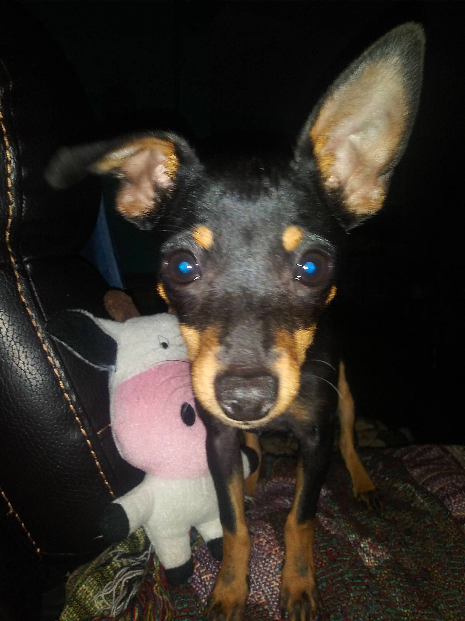 Izzy joined the competition — help win amazing prizes! canidae, carnivore, companion_dog, corgi_chihuahua, dog, dog_breed, ear, fawn, fur, non_sporting_group, paw, puppy, snout, sporting_group, toy_dog, whiskers, working_animal, working_dog