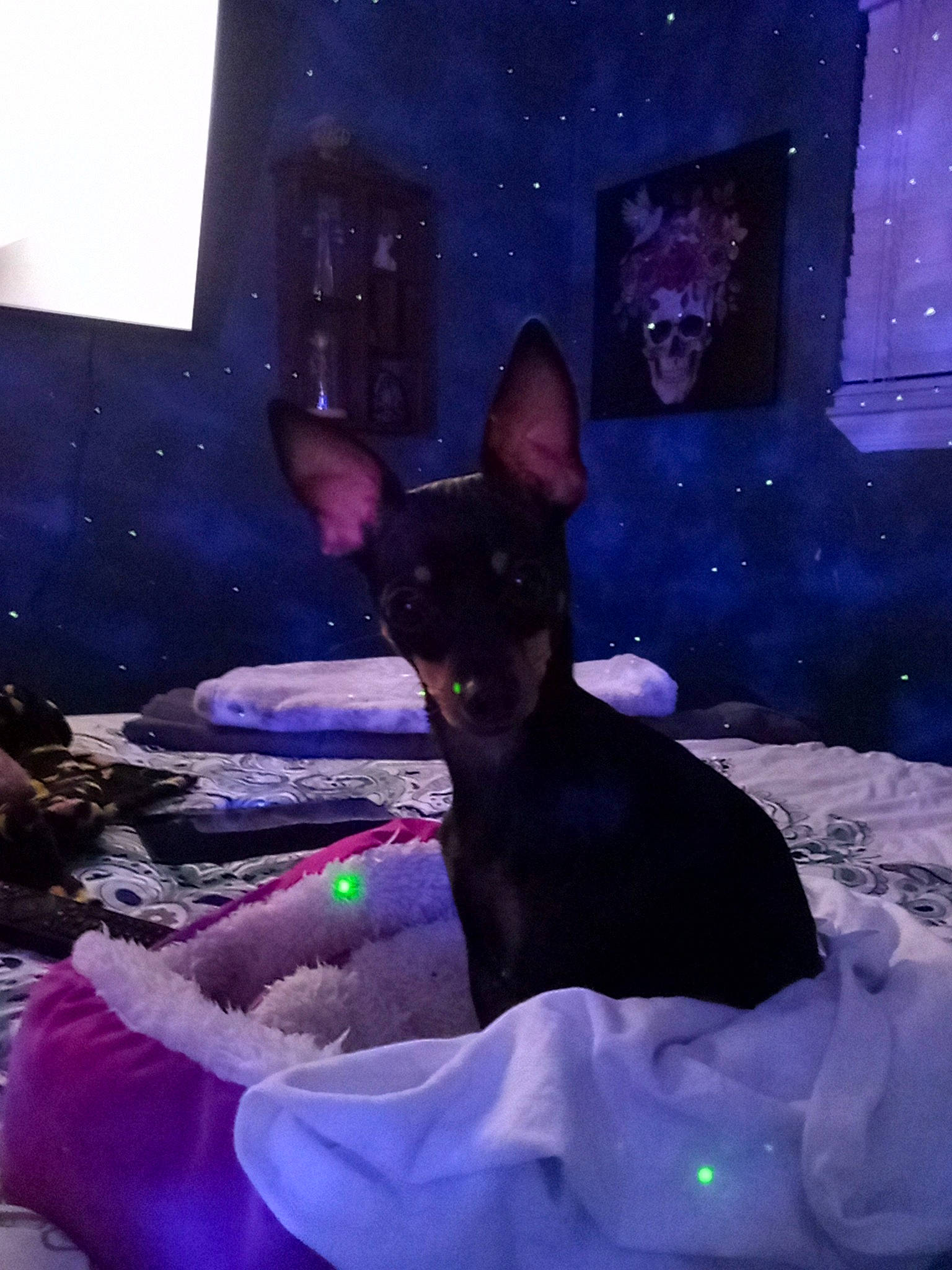 Izzy is registered to the contest to win money with this photo: art, canidae, comfort, companion_dog, dog, dog_breed, electric_blue, event, fawn, felidae, fur, linens, magenta, prazsky_krysarik, purple, small_to_medium_sized_cats, tail, toy_dog, violet, whiskers