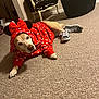 dog, costume, hoodie, polka_dot, red, sneakers, carpet, indoor, chair, ottoman, pet, animal, mickey_mouse_ears, bow, lying_down, furniture, casual, cute, playful, relaxed