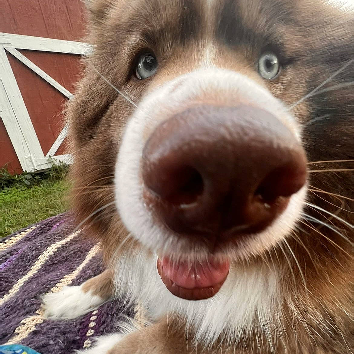 Natsu joined the competition — help win amazing prizes! carnivore, companion_dog, dog, dog_breed, ear, eyelash, fang, felidae, fur, jaw, liver, livestock, nose, paw, small_to_medium_sized_cats, smile, snout, sporting_group, whiskers, working_animal