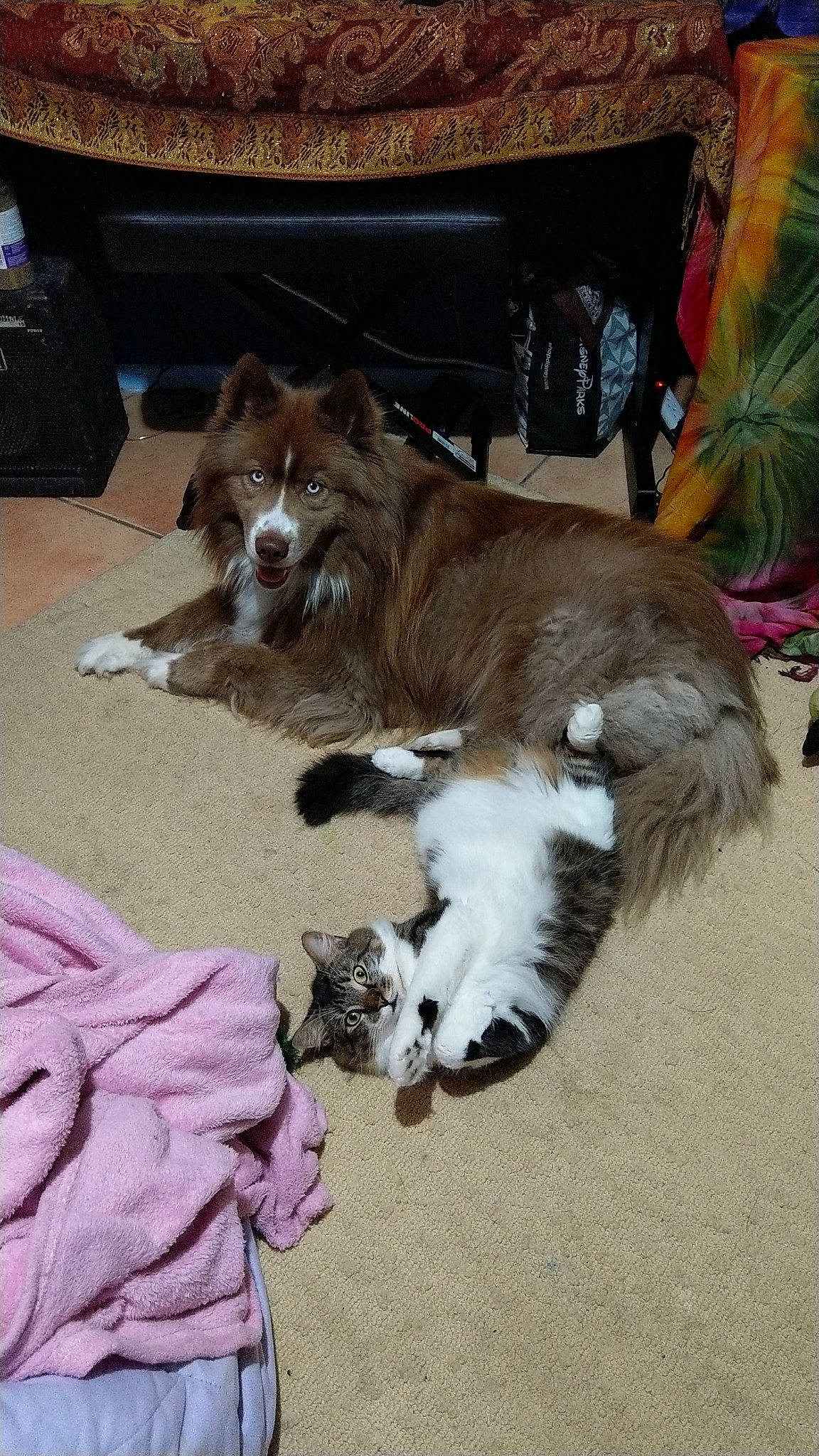 Kylo joined the competition — help win amazing prizes! canidae, carnivore, claw, companion_dog, computer_keyboard, dog, dog_breed, dog_supply, fawn, felidae, flooring, fur, hardwood, small_to_medium_sized_cats, snout, sporting_group, tail, whiskers, wood, working_animal