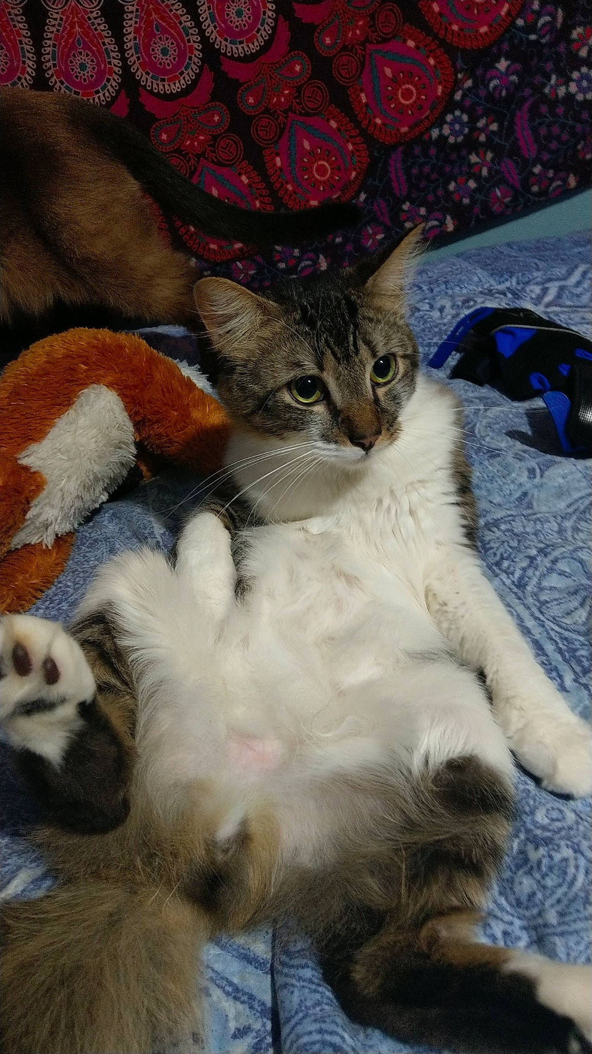 Kylo is registered to the contest to win money with this photo: carnivore, cat, claw, comfort, companion_dog, domestic_short_haired_cat, fawn, felidae, fur, hat, lap, linens, nap, paw, plant, sleep, small_to_medium_sized_cats, snout, tail, whiskers