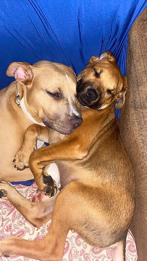 Thor is registered to the contest to win money with this photo: canidae, carnivore, companion_dog, dog, dog_breed, fawn, non_sporting_group, paw, snout, sporting_group, terrestrial_animal, whiskers, wildlife, working_animal