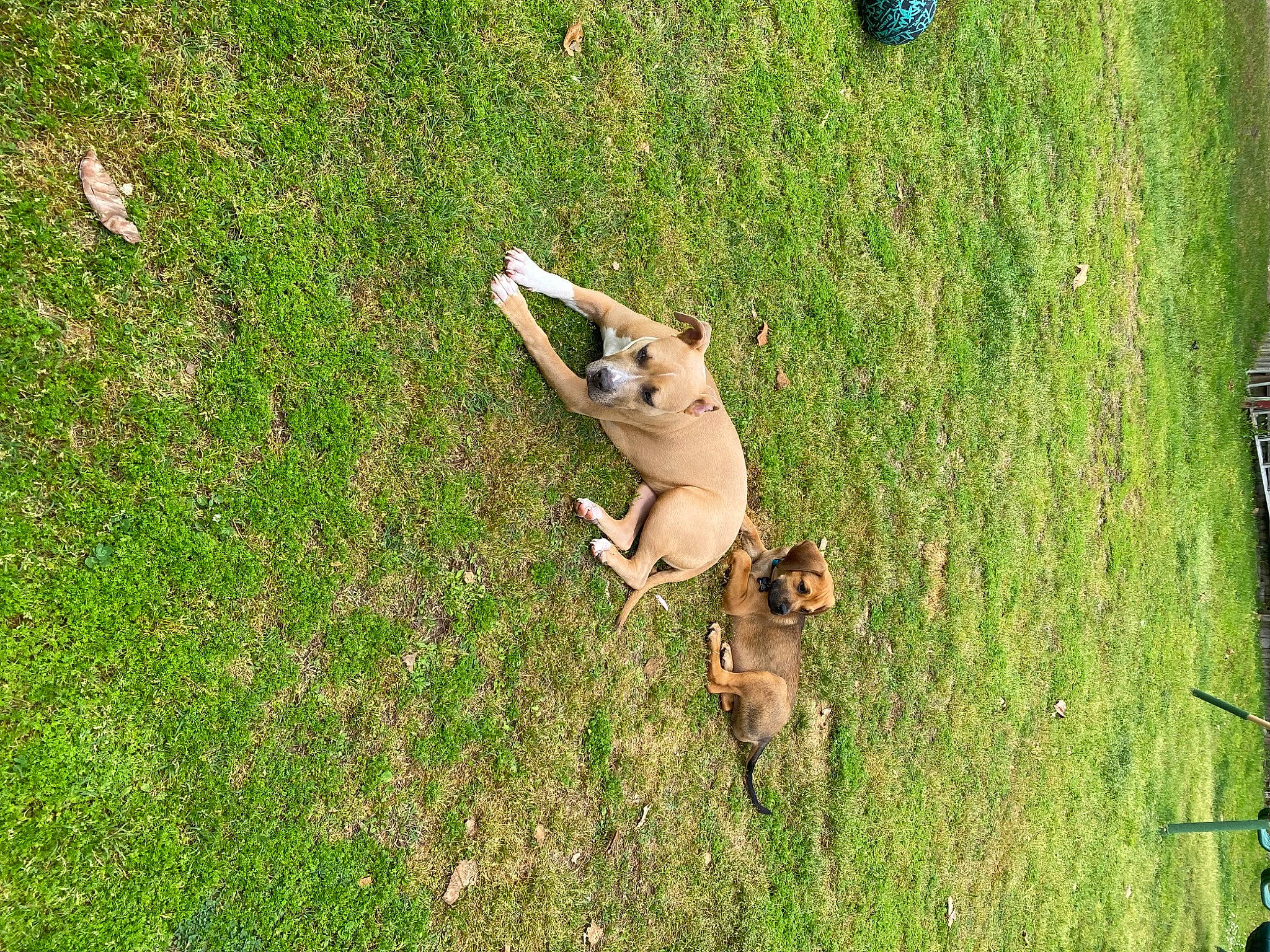 Thor joined the competition — help win amazing prizes! canidae, carnivore, companion_dog, dog, dog_breed, fawn, field, grass, grassland, groundcover, pasture, paw, people_in_nature, plant, snout, sporting_group, tail, terrestrial_animal, trunk, wood