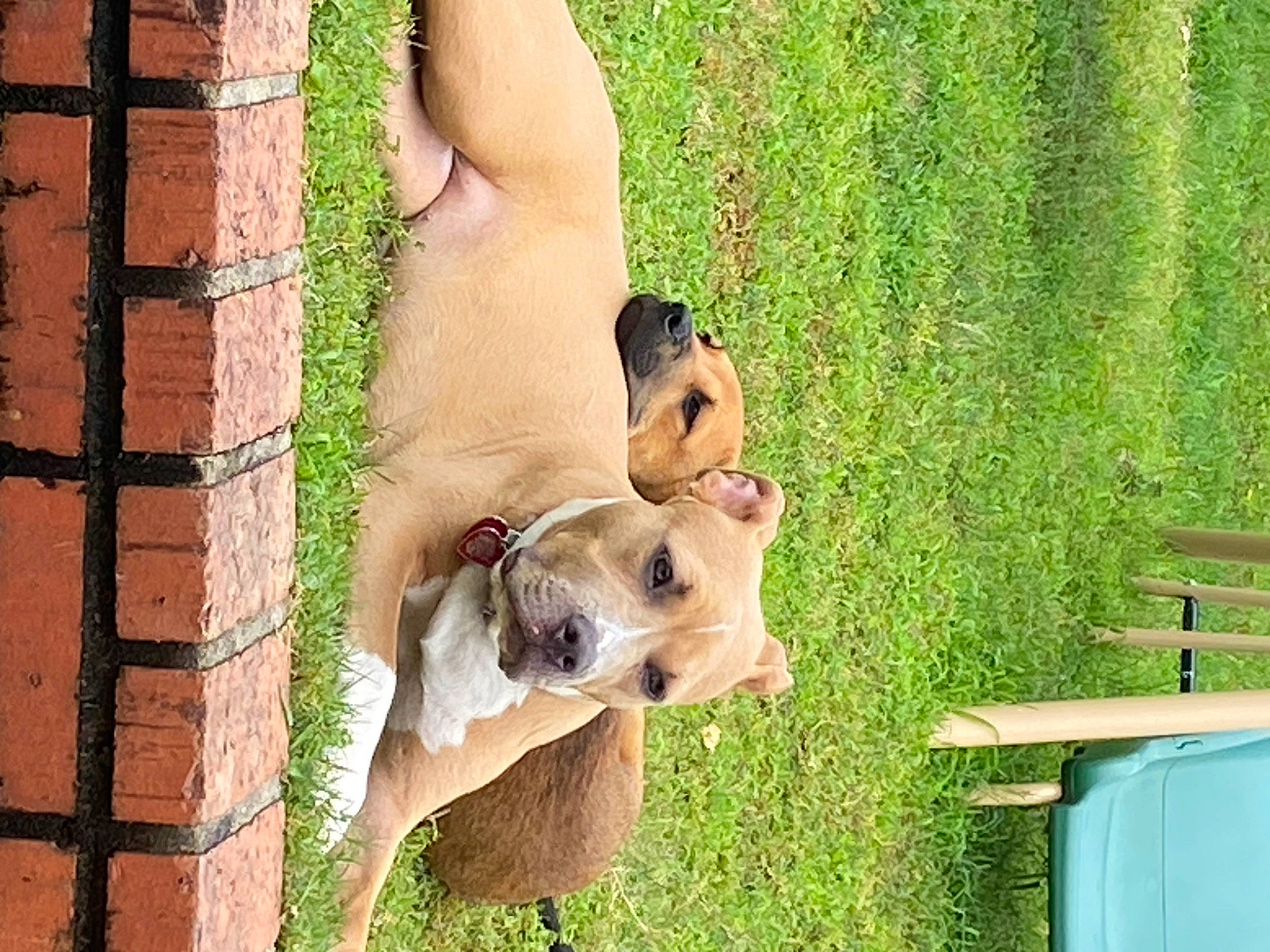 Thor is registered to the contest to win money with this photo: brick, brickwork, canidae, carnivore, collar, companion_dog, dog, dog_breed, dog_collar, dog_supply, fawn, grass, green, leisure, livestock_guardian_dog, pet_supply, snout, sporting_group, wildlife, working_animal