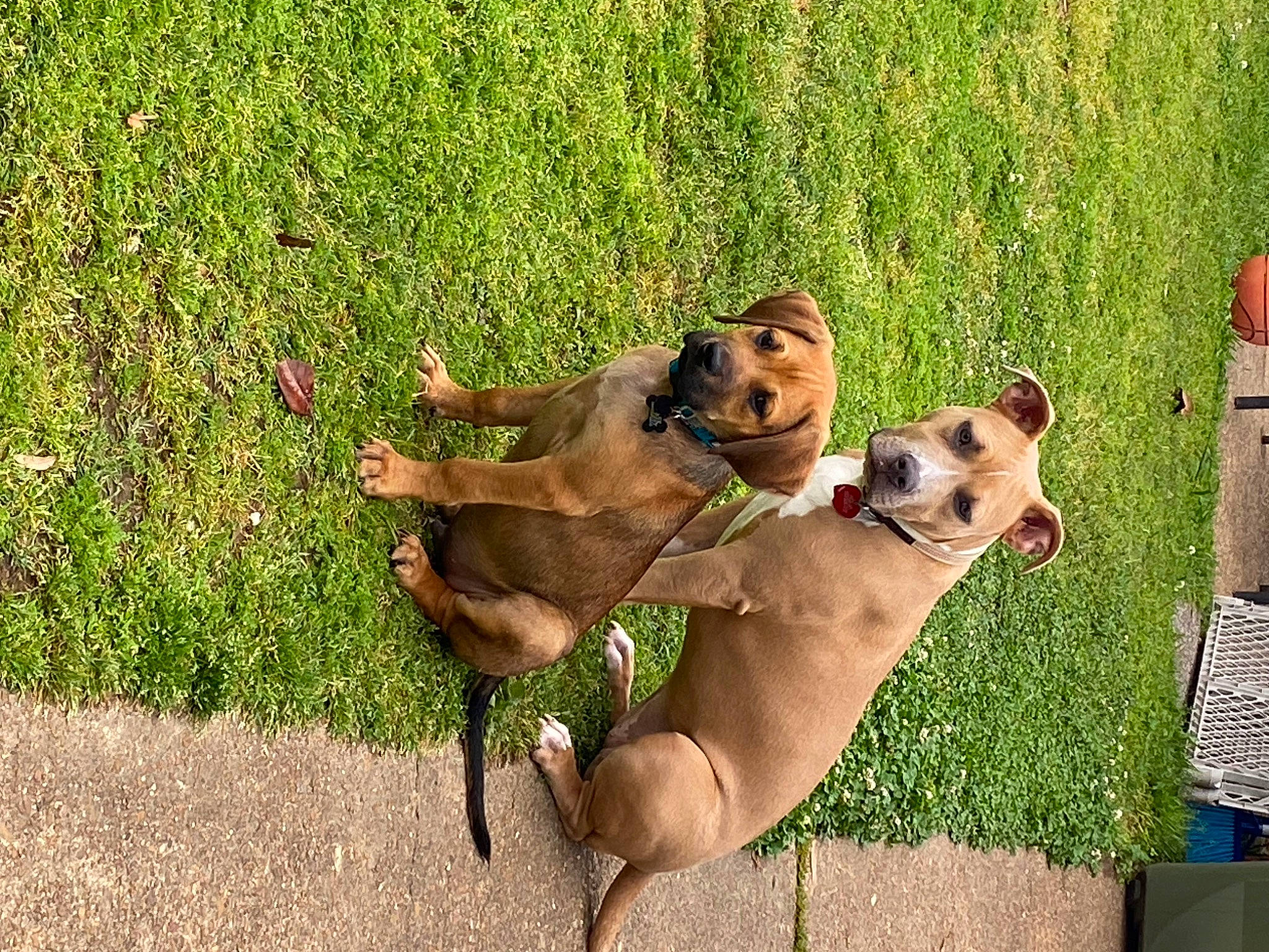 Thor is registered to the contest to win money with this photo: adventure, canidae, carnivore, collar, companion_dog, dog, dog_breed, dog_collar, dog_supply, fawn, grass, paw, pet_supply, plant, snout, sporting_group, sunglasses, tail, terrestrial_animal, working_animal