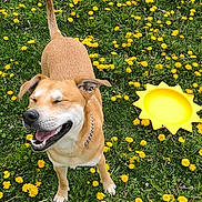 Sunny is registered to the contest to win money with this photo: dog, grass, dandelion, yellow_flower, outdoor, sunlight, happy, smiling, pet, nature, greenery, frisbee, canine, playful, summer, field, animal, sun, tongue_out, collar
