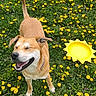 dog, grass, dandelion, yellow_flower, outdoor, sunlight, happy, smiling, pet, nature, greenery, frisbee, canine, playful, summer, field, animal, sun, tongue_out, collar
