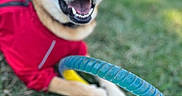 Sunny joined the competition — help win amazing prizes! dog, canine, pet, red_jacket, toy_ring, grass, outdoor, happy, smiling, playful, animal, muzzle, ears, collar, closeup, daylight, background_blur, nature, fence, paw