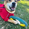 dog, canine, pet, red_jacket, toy_ring, grass, outdoor, happy, smiling, playful, animal, muzzle, ears, collar, closeup, daylight, background_blur, nature, fence, paw