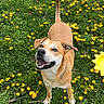 Sunny is registered to the contest to win money with this photo: dog, grass, dandelions, outdoor, happy, pet, canine, nature, spring, smiling, animal, field, greenery, playful, tail, collar, daylight, summer, cute, looking_up