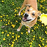 Sunny joined the competition — help win amazing prizes! dog, grass, dandelions, outdoor, pet, animal, happy, tan_coat, nature, spring, greenery, playful, canine, looking_up, sunny, daylight, fur, tail, ears, collar