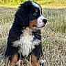 Olaf a rejoint le concours — aidez-le/la à gagner de superbes lots ! puppy, dog, bernese_mountain_dog, grass, outdoor, nature, animal, fur, cute, sitting, brown, black, white, pet, young, field, canine, portrait, fluffy, side_view