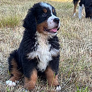 Olaf a rejoint le concours — aidez-le/la à gagner de superbes lots ! bernese_mountain_dog, puppy, dog, animal, outdoor, grass, dry_grass, nature, cute, fluffy, pet, canine, sitting, happy, playful, companion, brown, black, white, fur